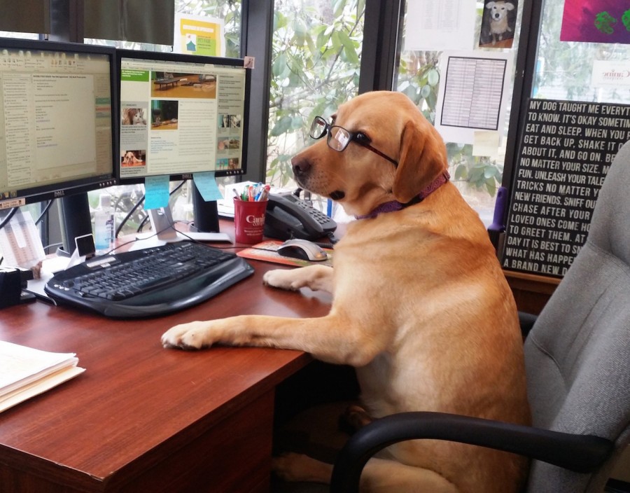 Prepare For Take Your Dog To Work Week LATF USA