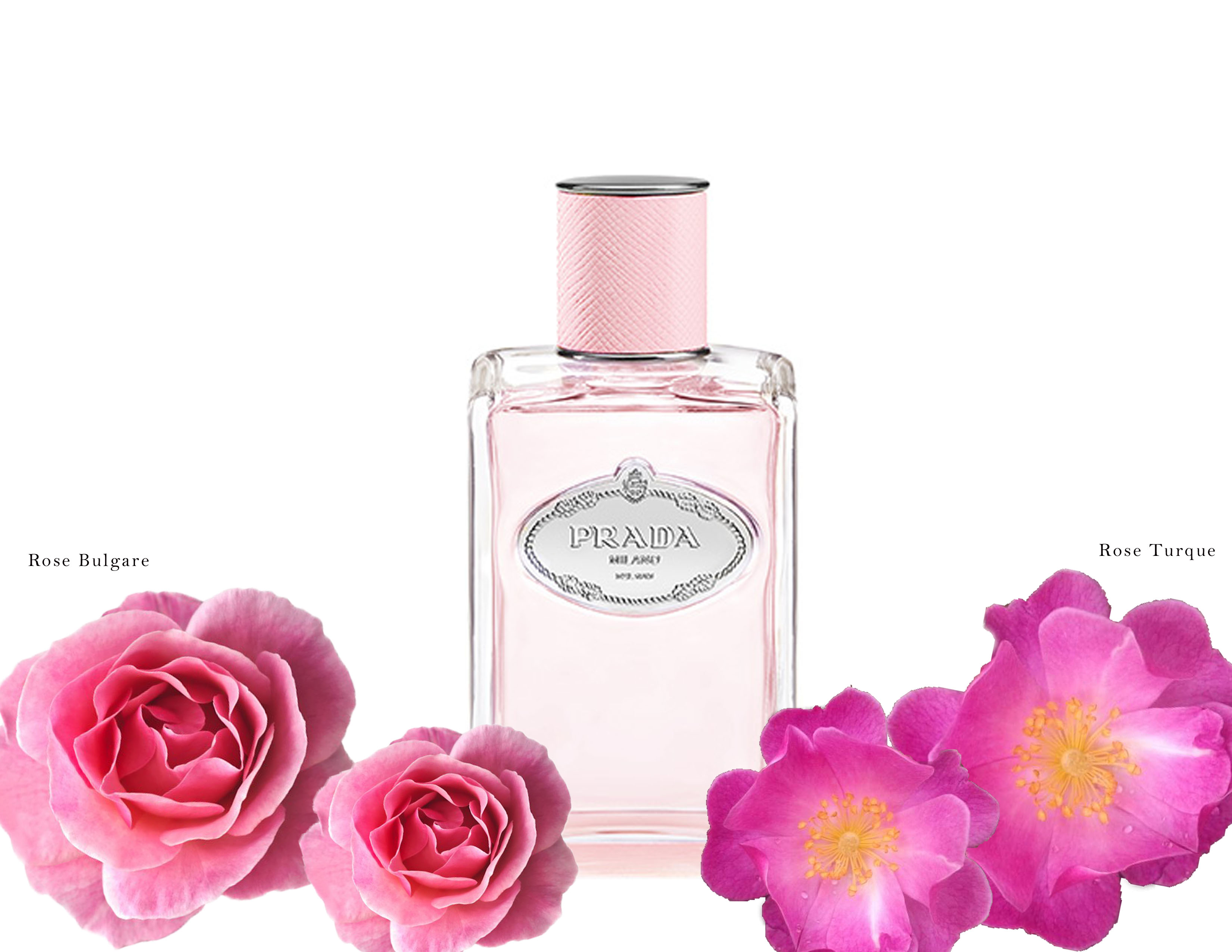 prada rose perfume price
