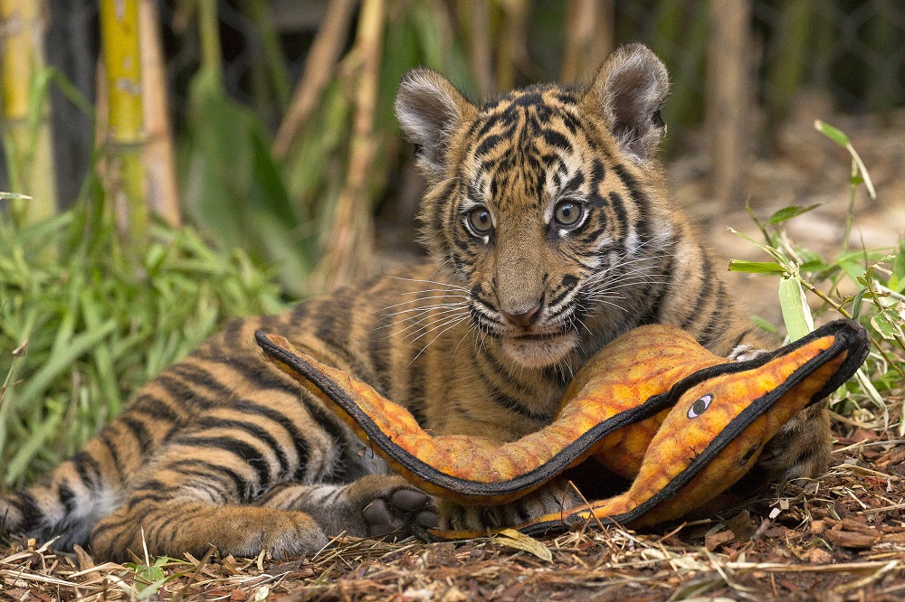 Meet Two Rescue Tiger Cubs Living At San Diego Zoo Safari Park | LATF USA