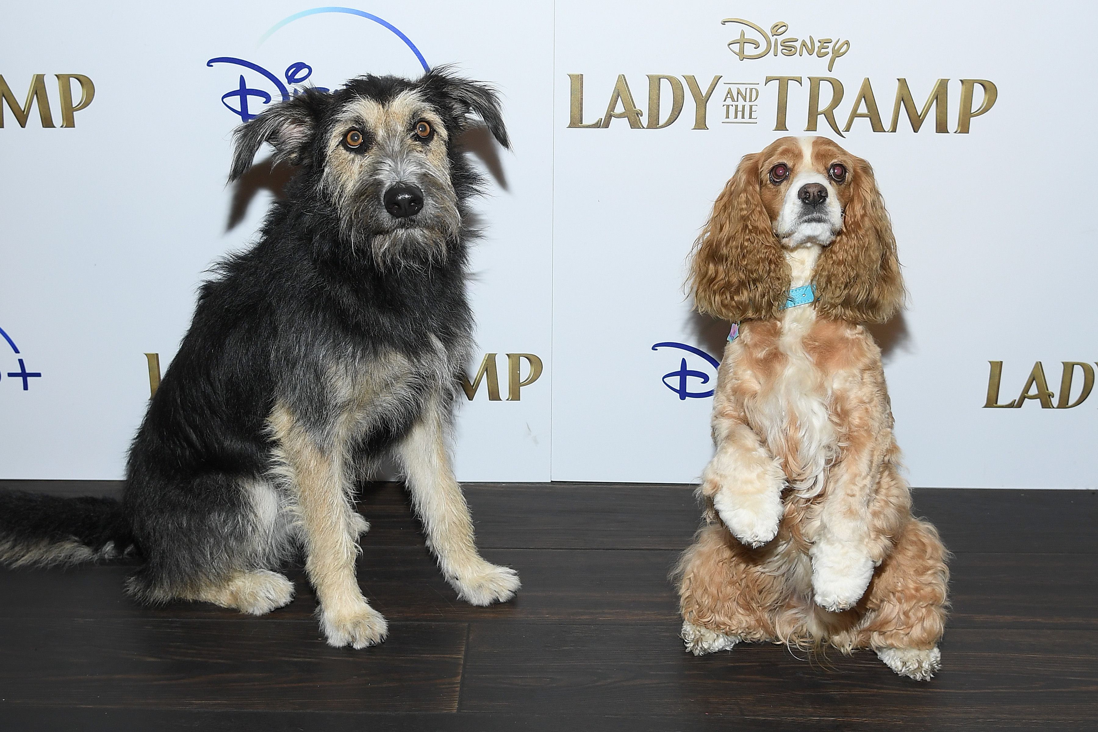 Dogs Hit The Red Carpet For Lady And The Tramp Screening LATF USA