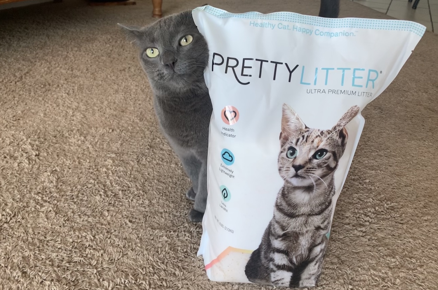 Is Your Cat Healthy Pretty Litter Let s You Know LATF USA
