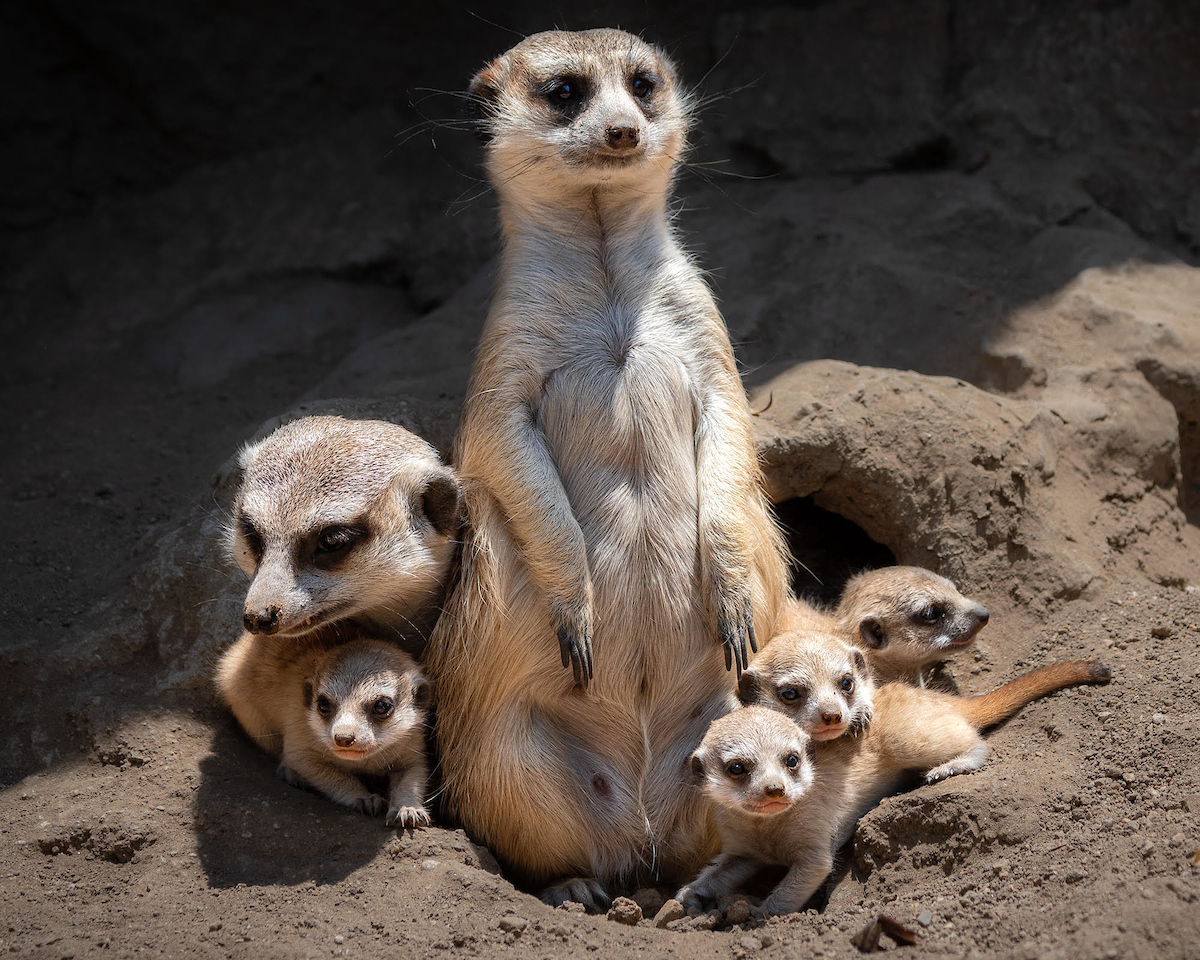 meerkat pups, los angeles zoo