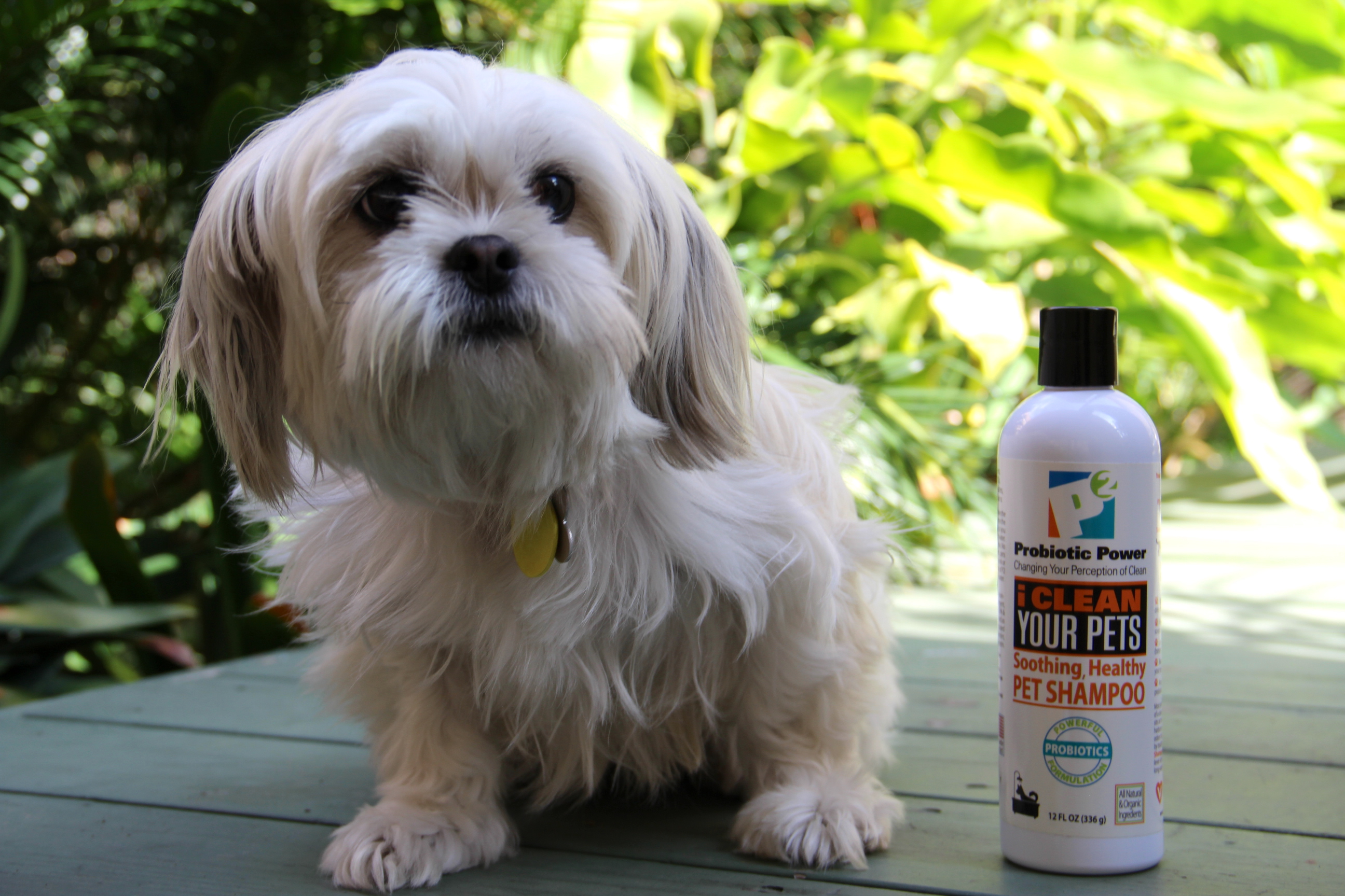p2 probiotic cleaning, dog shampoo
