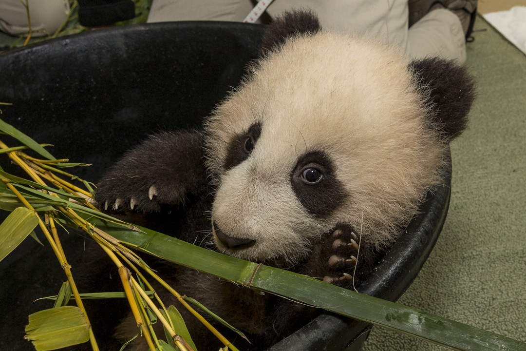 Baby Panda Debuts At San Diego Zoo | LATF USA