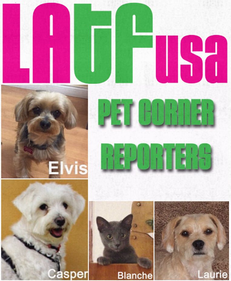 LATF USA office dogs