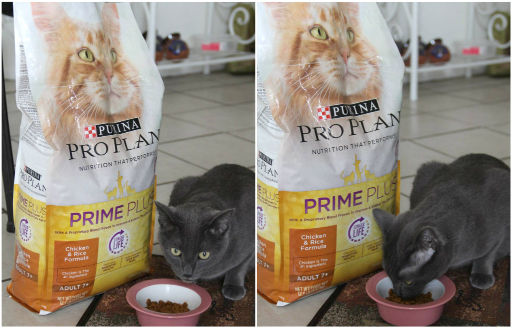Purina pro prime plus food for cats