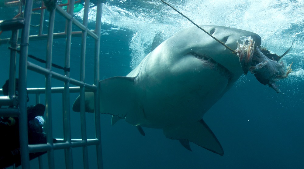 Great White Shaek - Shark Week