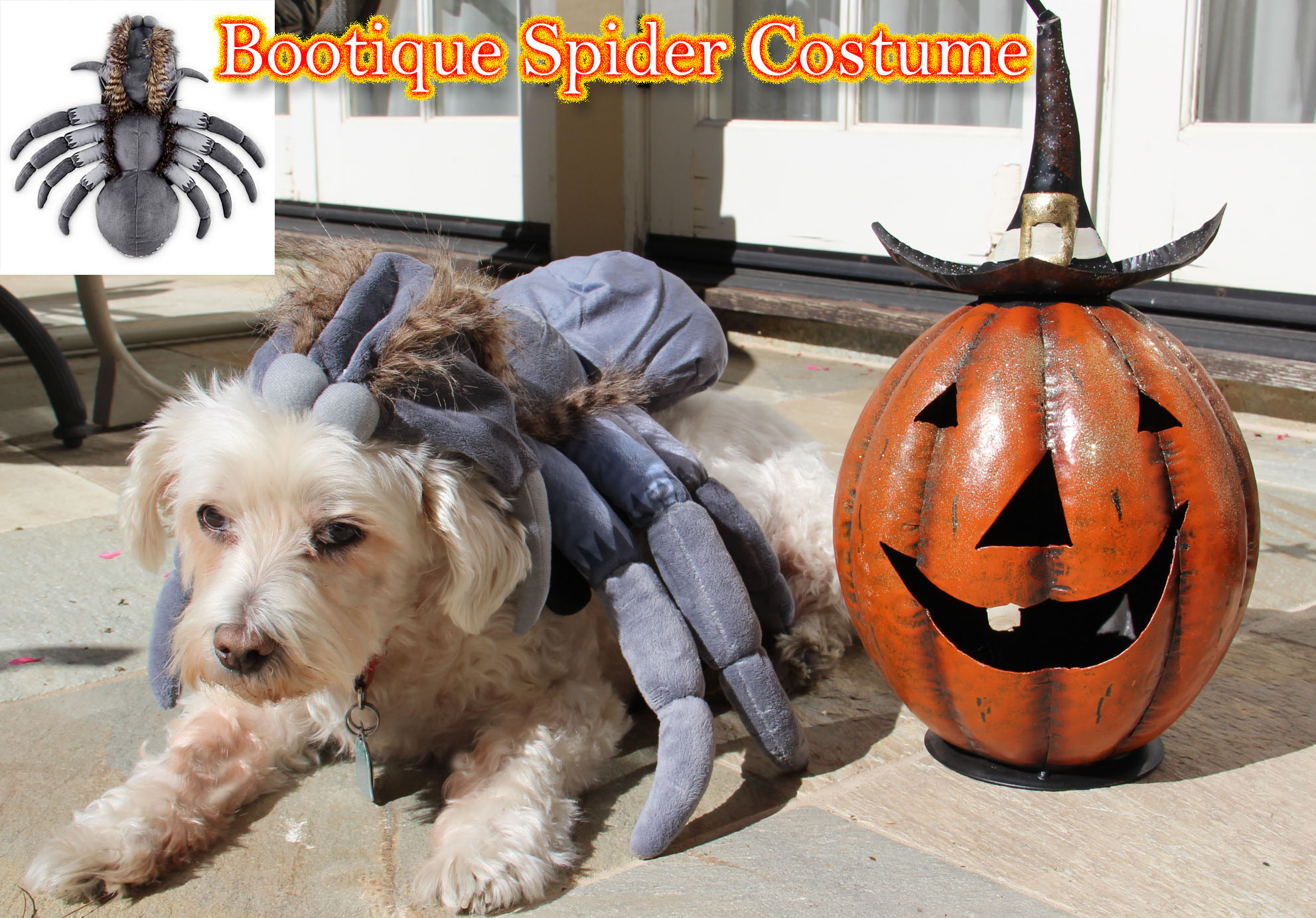 Our Dog Reporter's Top PETCO '17 Halloween Costumes LATF USA