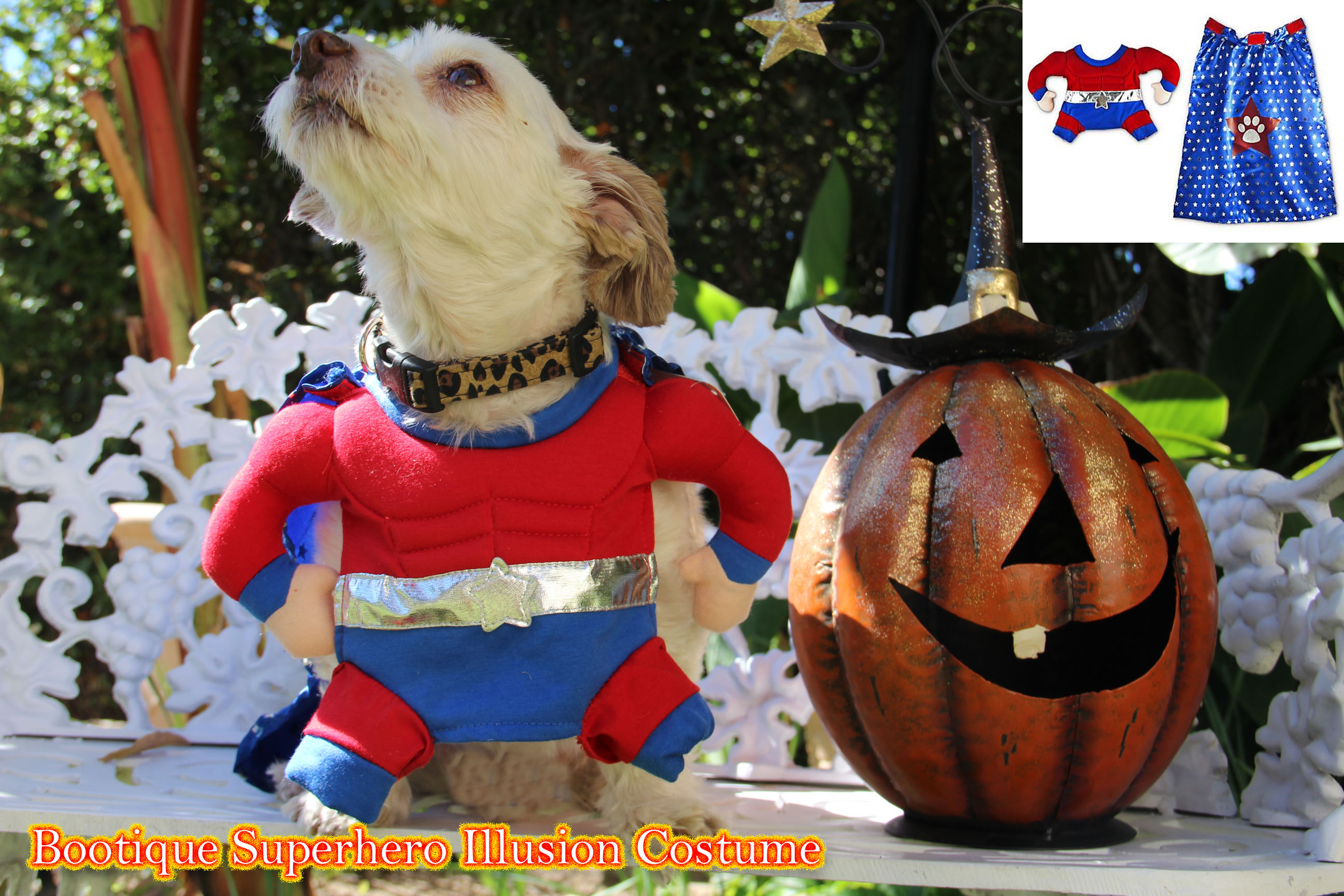 Our Dog Reporter's Top PETCO '17 Halloween Costumes LATF USA
