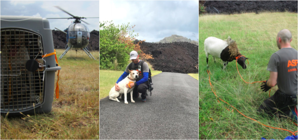 aspca, hawaii volcano animal rescue