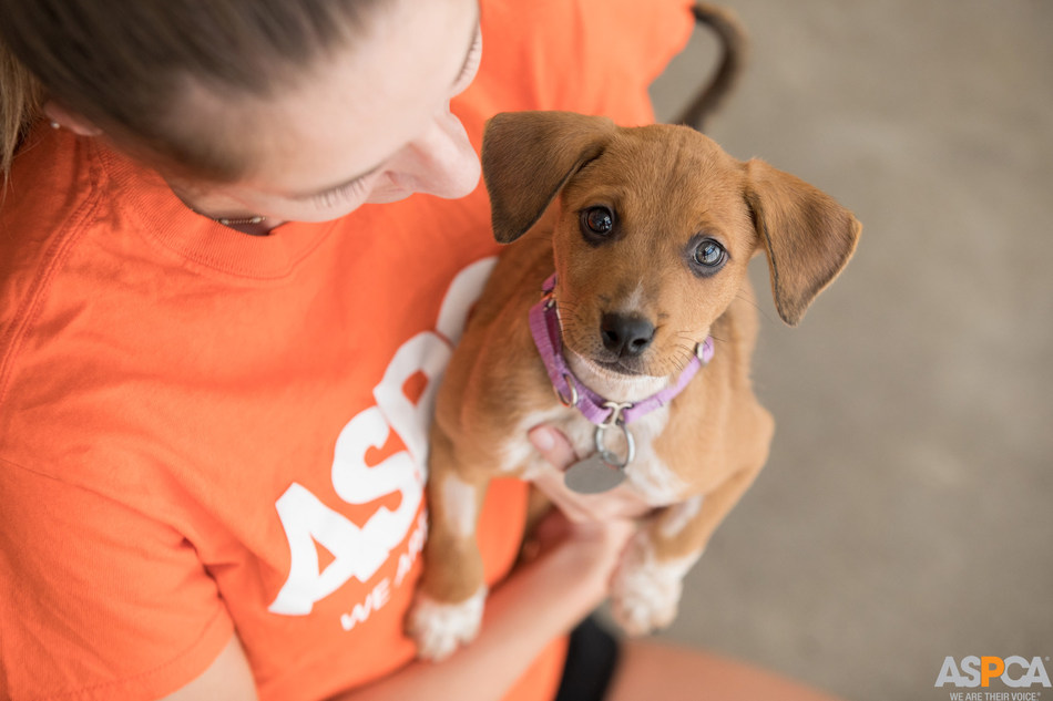 Subaru Hosts ASPCA Pet Adoption At NYC Auto Show | LATF USA