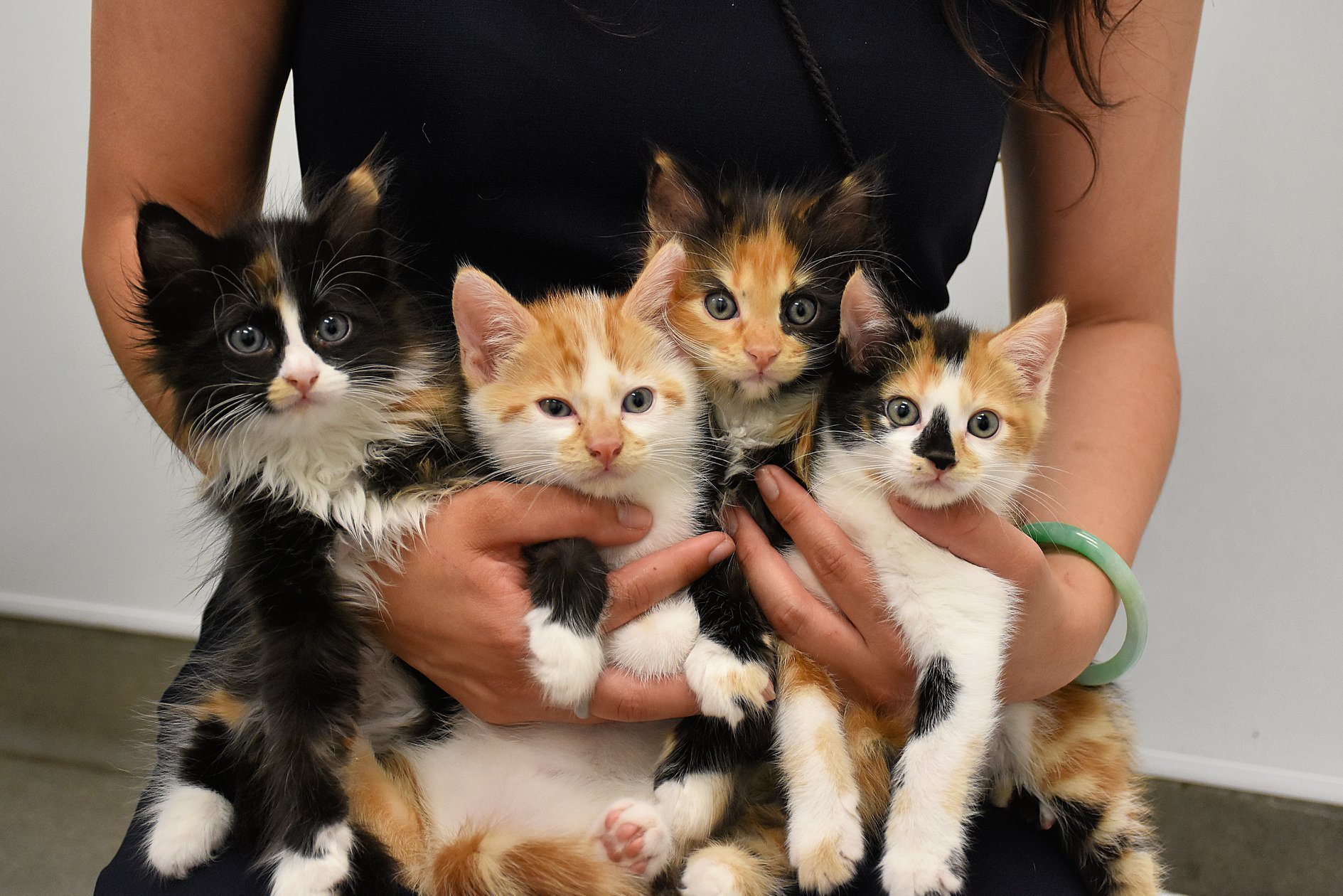 These 85 Kittens & Cats Are Up For Adoption... LATF USA