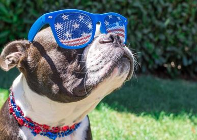 fourth of july, 4th of july, pets, safety, dogs, cats