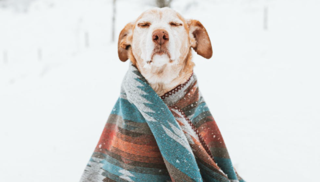 tips to protect pets in cold weather