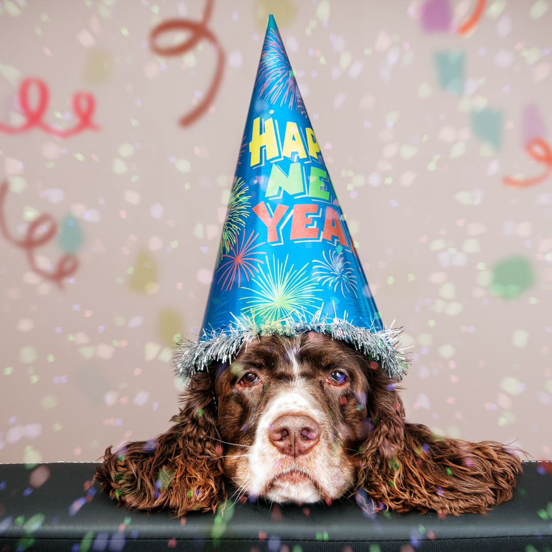 tips to keep pets safe new year's eve