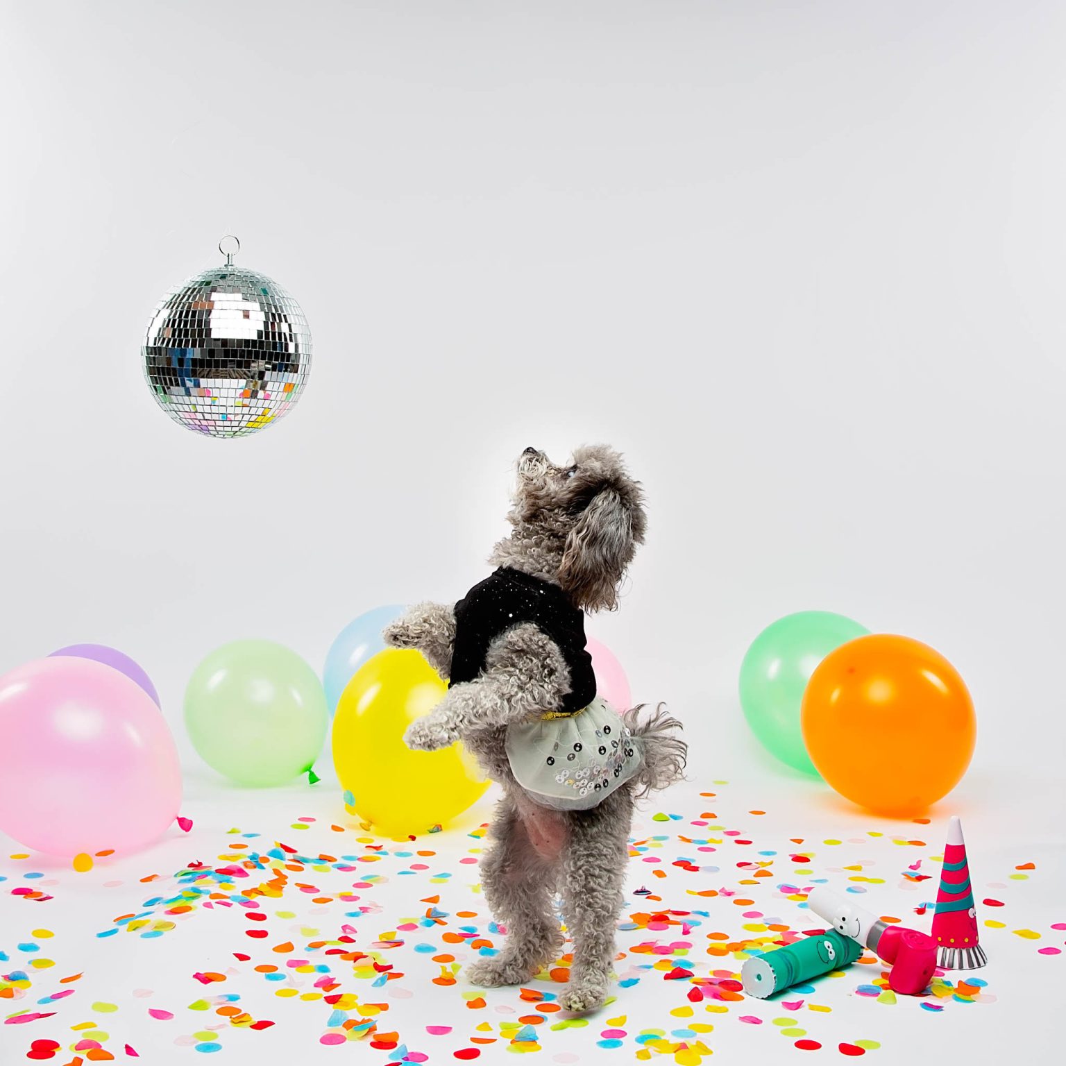 PetSmart Launches New Year's Eve Tuxedos For Pets LATF USA NEWS