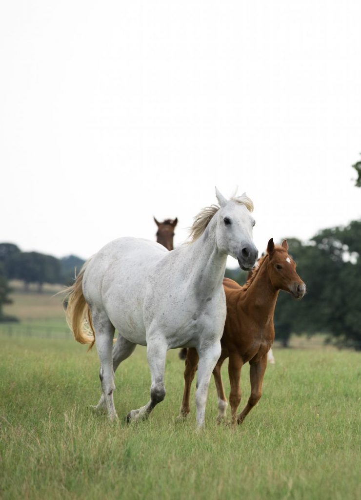 Terry has listed his 744-acre Quarter Horses Ranch for $22.5 million