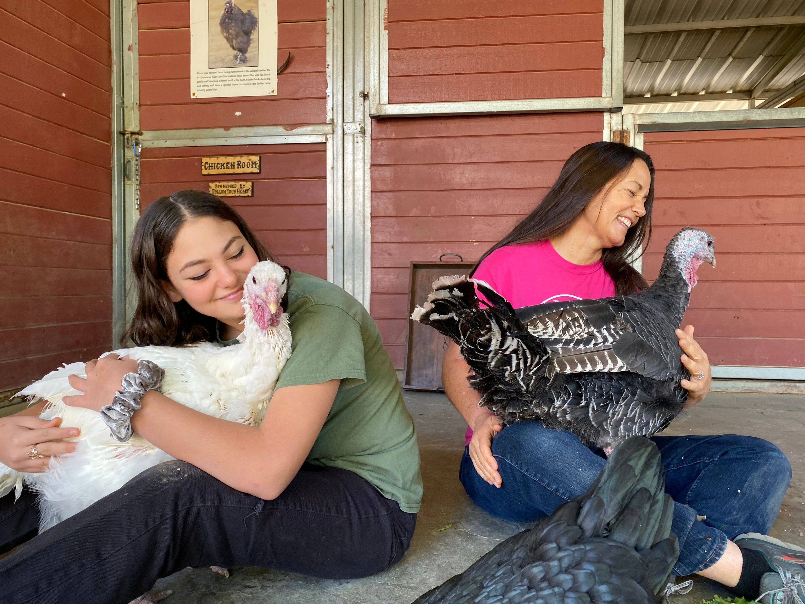 the gentle barn, rescue farm animals, turkey