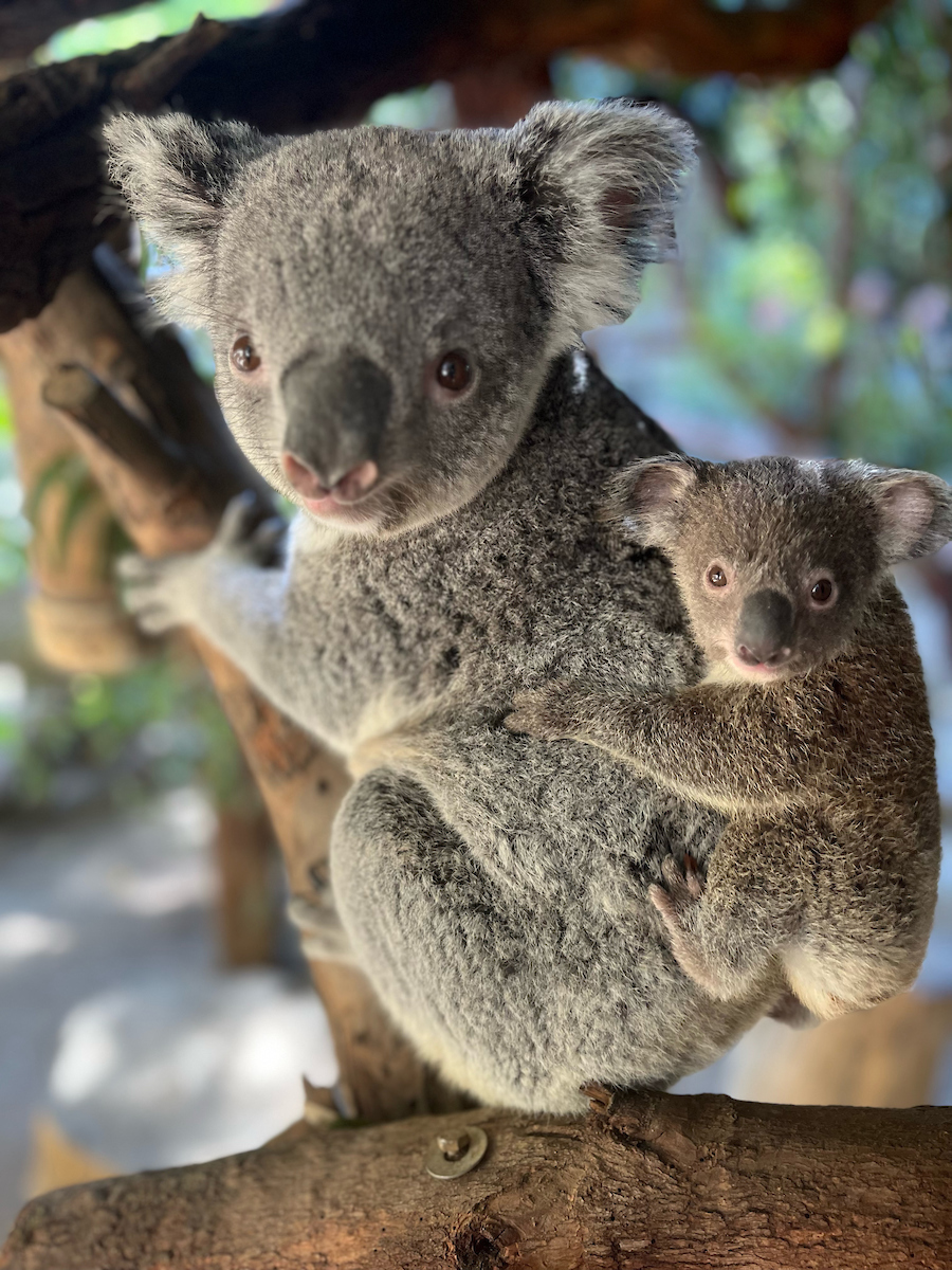 Meet the Koala
