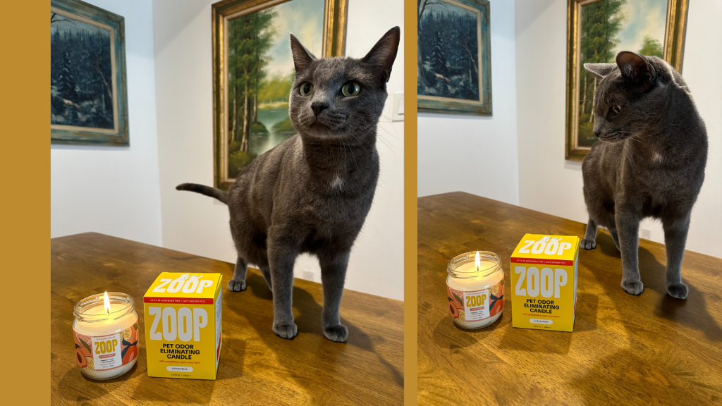 this-candle-gets-rid-of-cat-odor-latf-usa-news