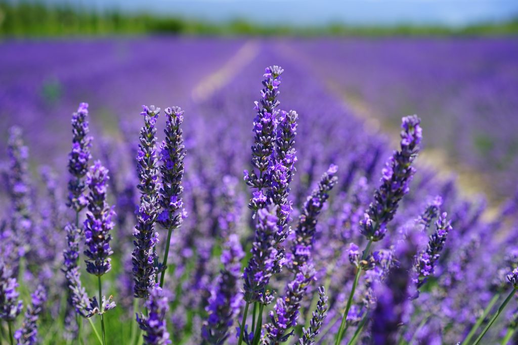 lavender, garden, gardening chores, california garden