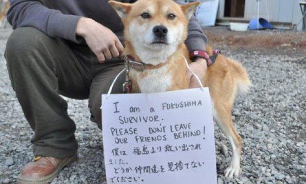 20130311104706Japanese_Earthquake_Animals