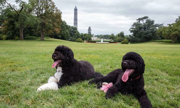 20130820132945Sunny_White_House_Dog