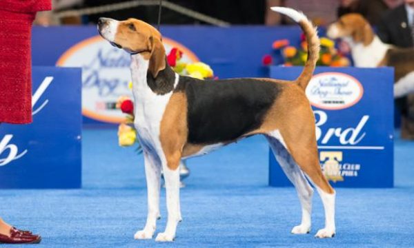 20131128200034National_Dog_Show_Winner_2013