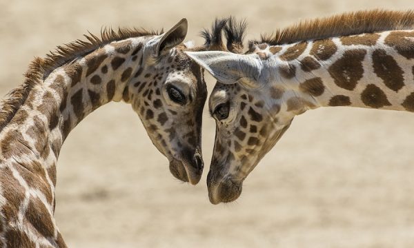 20150827194633Giraffe___san_diego_zoo