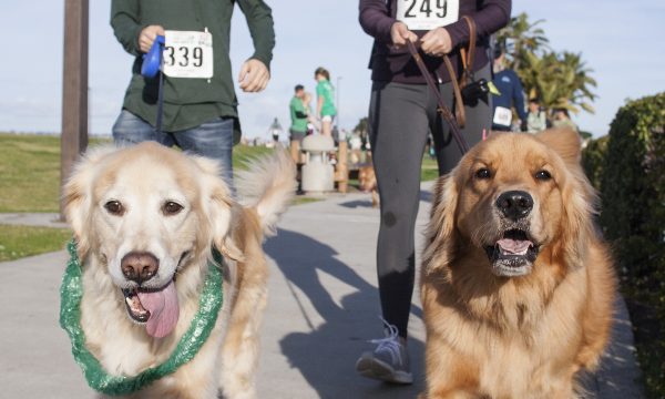 2018-puppy-love-dogs-and-owners