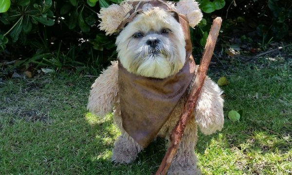 Nationwide Munchkin ewok - photo