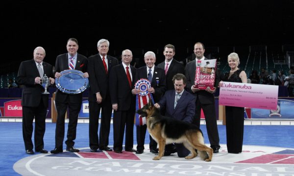 American Kennel Club Championship Winner