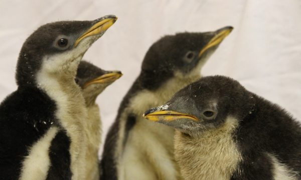 Moody Gardens Penguin Chicks