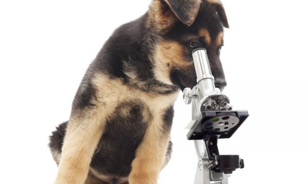 AVMA Genetic testing for pets