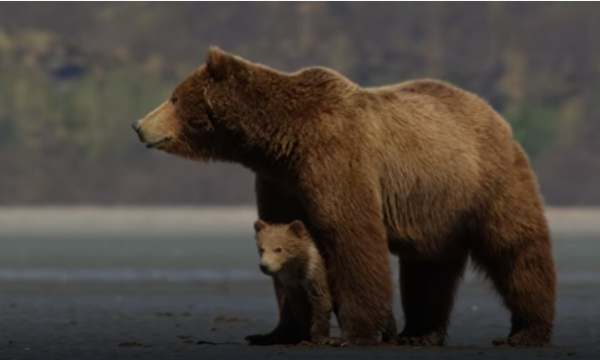 Disneynature’s “Bears”