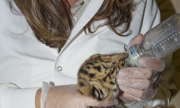 Warm Milk for a Tiny Tiger Tummy!
Tiger Cub Being Hand-reared at the Animal Care Center