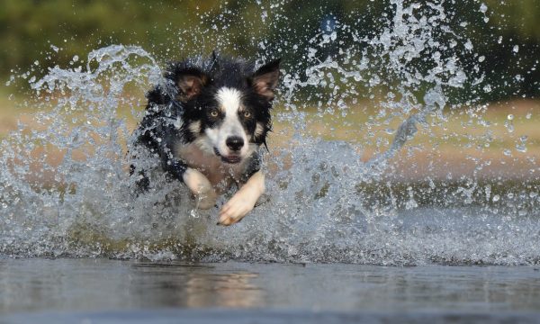 border-collie-jump-water-british-sheepdog-37860