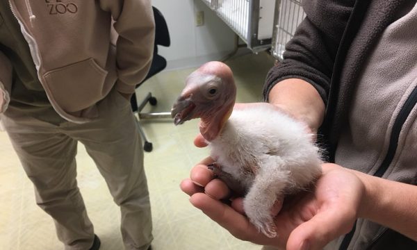 ca-condor-chick-photo-courtesy-of-the-los-angeles-zoo