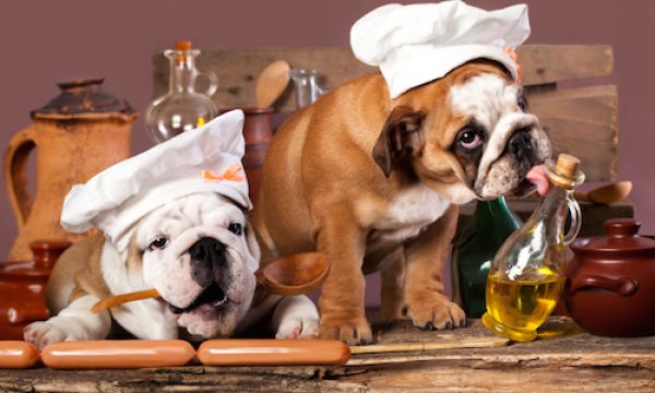 english Bulldog puppies in chef's hat