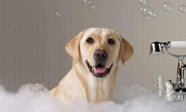 dog-bath