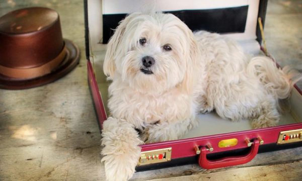 dog-with-briefcase