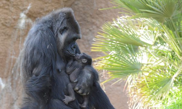 female-western-lowland-gorilla-ndjia-and-baby-angela-photo-by-tad-motoyama