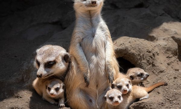 four-meerkat-pups-with-their-parents-photo-by-jamie-pham