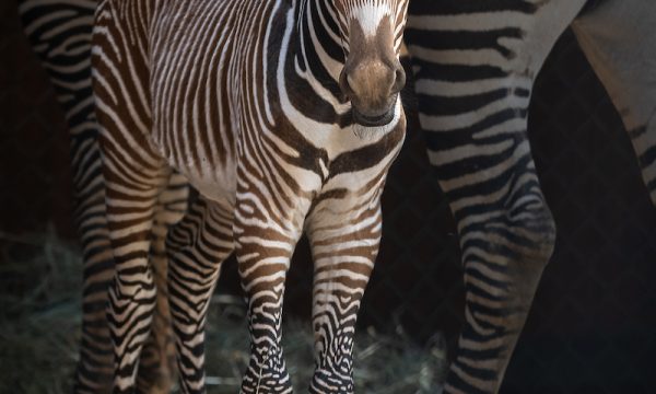 grevys-zebra-foal-photo-by-jamie-pham