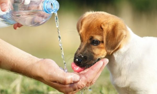 hydratez-votre-chien-528x376