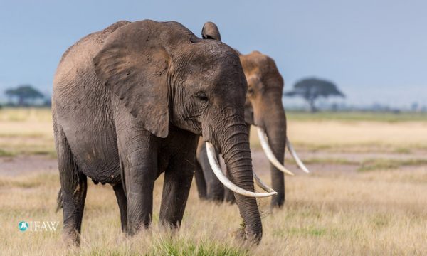 ifaw_african_elephant