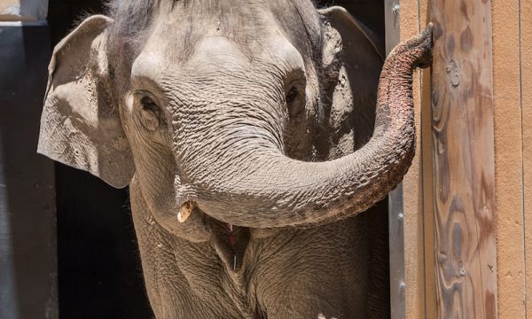 la-zoo-elephant-shaunzi-1st-day-photo-by-jamie-pham