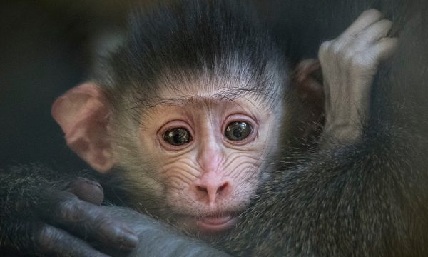 la-zoo-female-mandrill-newborn-photo-by-jamie-pham_TfDdStk