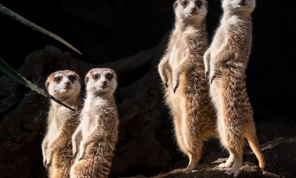 meerkat-males-photo-by-jamie-pham