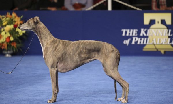 The National Dog Show Presented by Purina - 2016